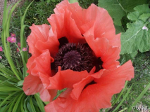 Papaver Abu Hassan