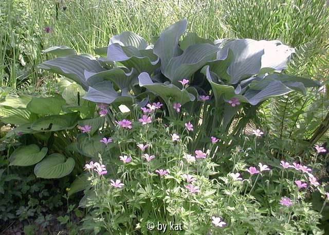 Hosta Krossa Regal+Geranium