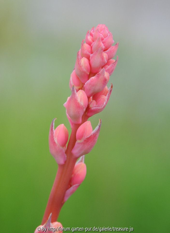 Agav Knospen 1