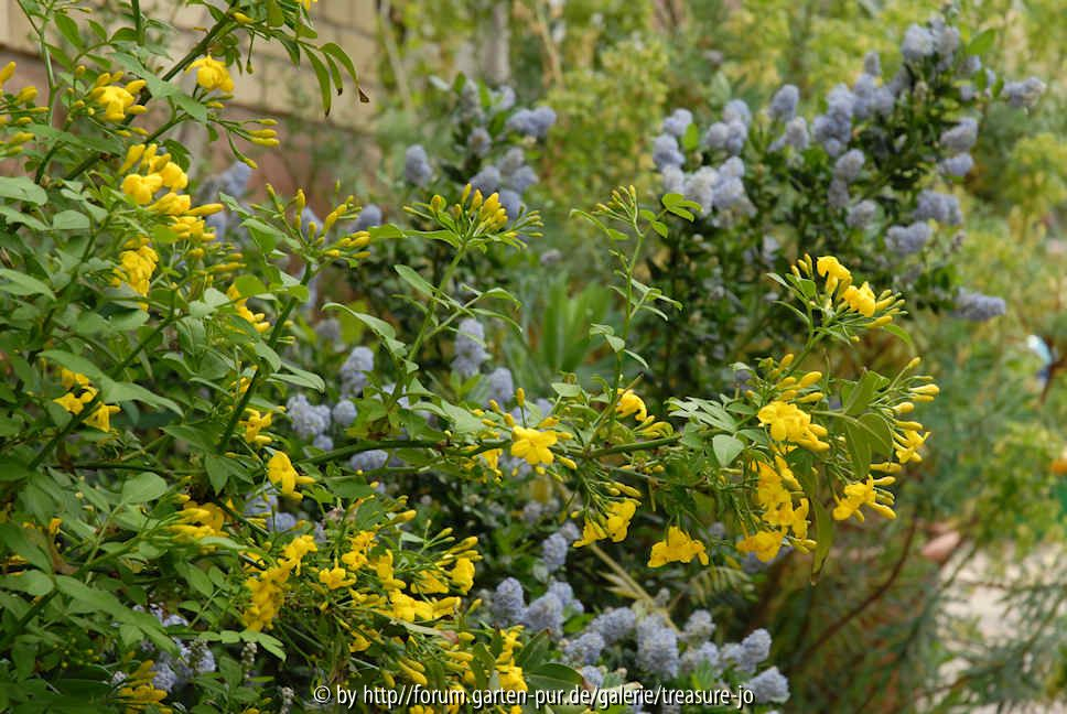Jasminum humile Ceanothus