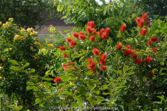 Calistemon Rosa