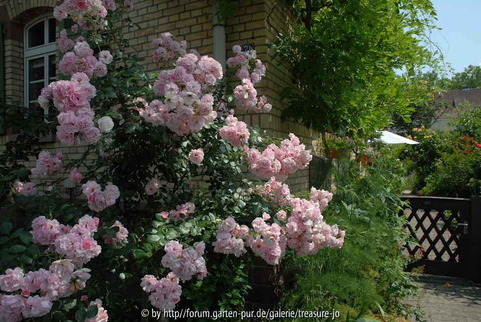Vorgarten Rose 1