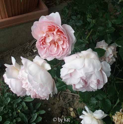 Abraham Darby, 2005, AUstin-R.
