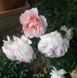 Abraham Darby, 2005, AUstin-R.