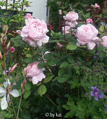 Brother Cadfael, Strauch-Rose Austin