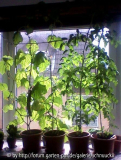 Meine 2 Gurkenpflanzen und 2 Tomatenpfla
