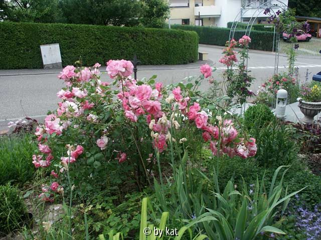 Centenaire de Lourdes, Strauchrose