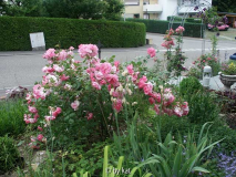 Centenaire de Lourdes, Strauchrose