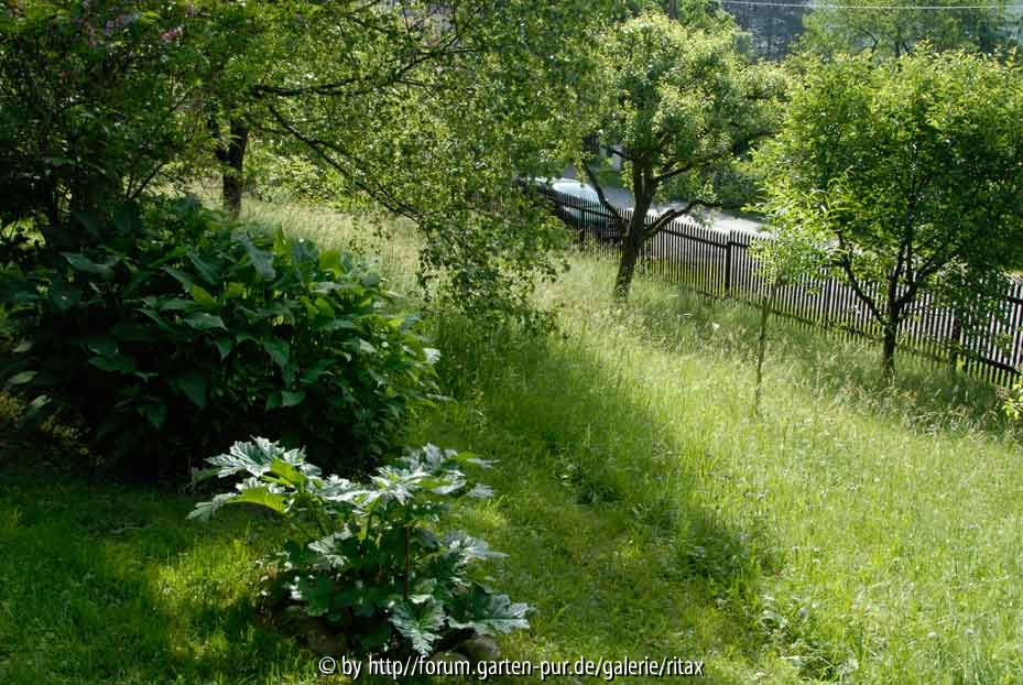 Wiese unten