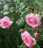 Centenaire de Lourdes, Blüte