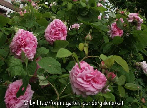 Duchesse de Rohan, Portlandrose
