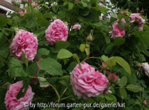 Duchesse de Rohan, Portlandrose