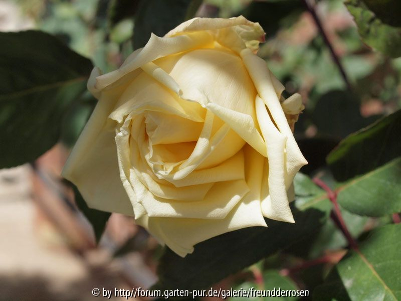 perledejardin01