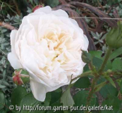 Glamis Castle, Strauchrose