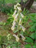 Aconitum moldavicum 2010_06_10 (2).JPG