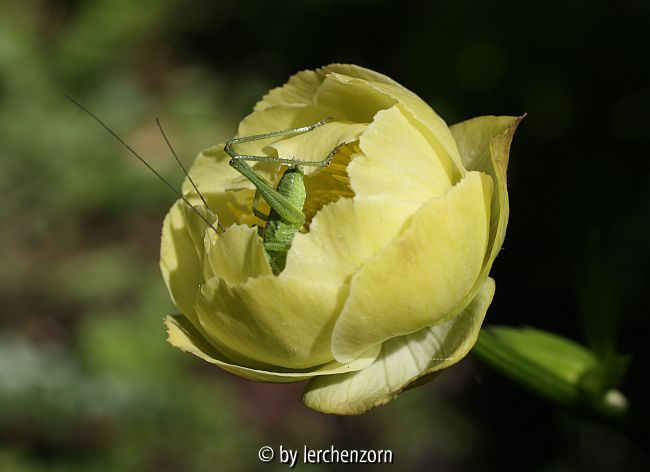 Trollius-Hybride Alabaster mit Pollenräuber