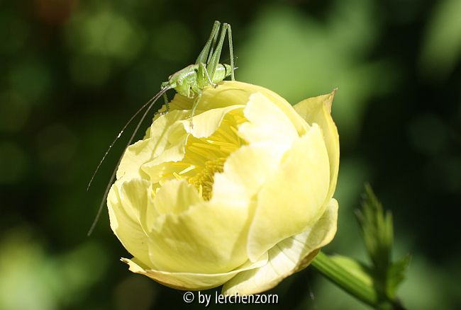 Trollius-Hybride Alabaster mit Gast