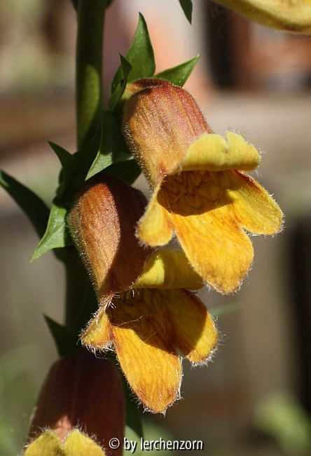 Zweifelhafter Fingerhut (Digitalis obscura), Einzelblüten
