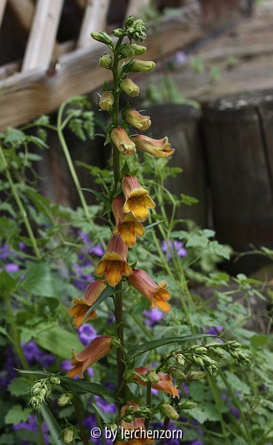 Zweifelhafter Fingerhut (Digitalis obscura)