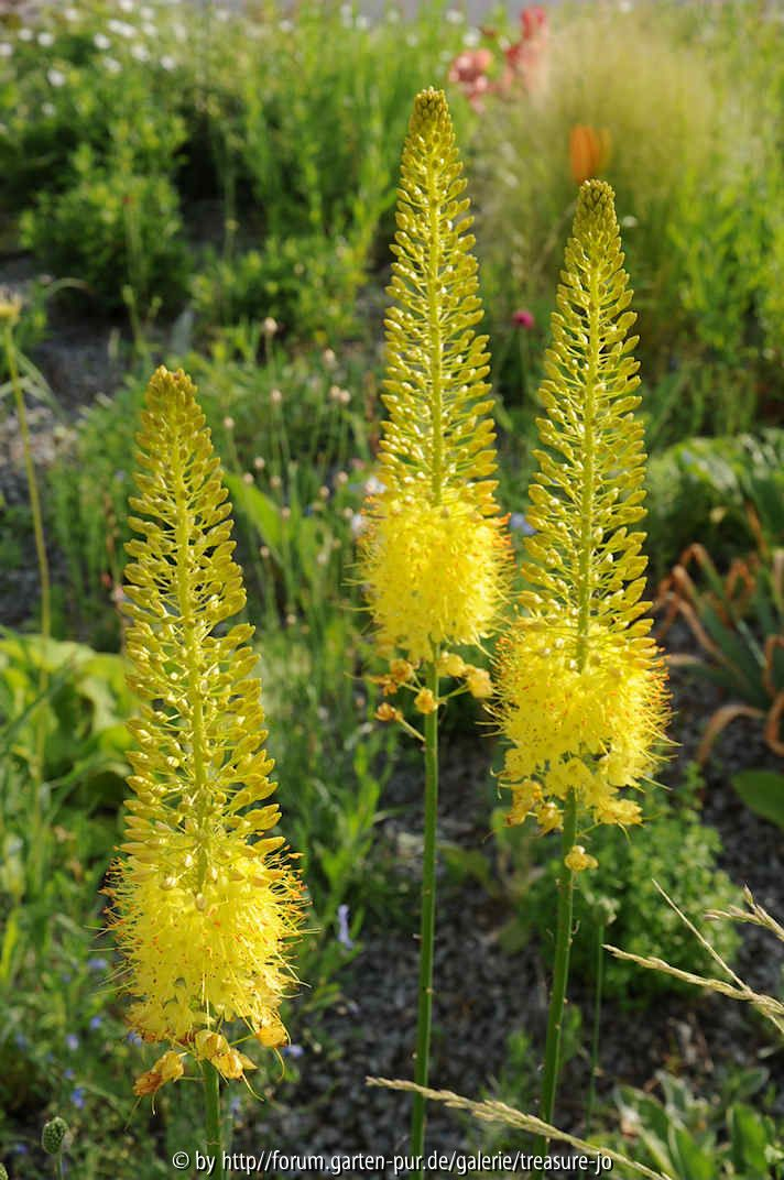 Eremurus stenophyllus bungei Blüten