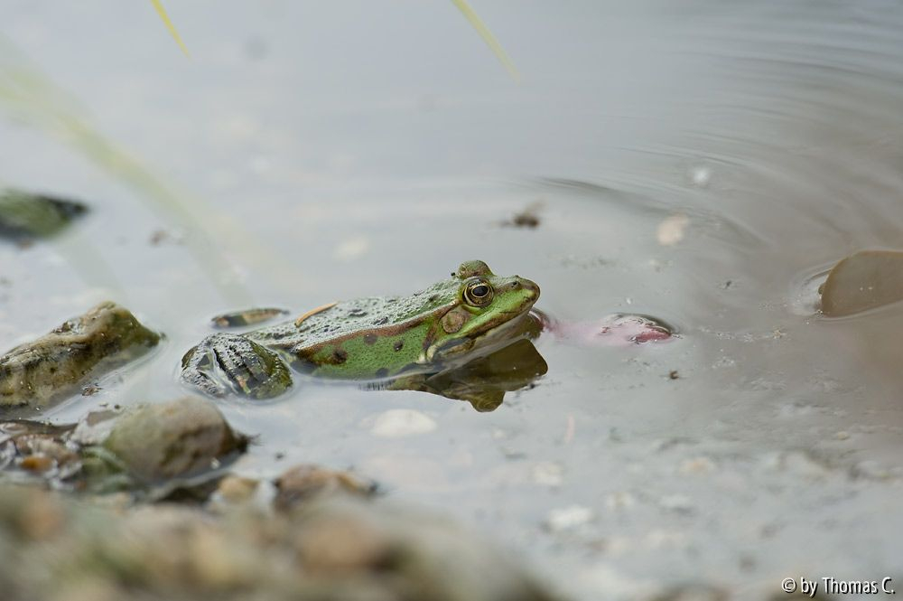 Froschgequake 2
