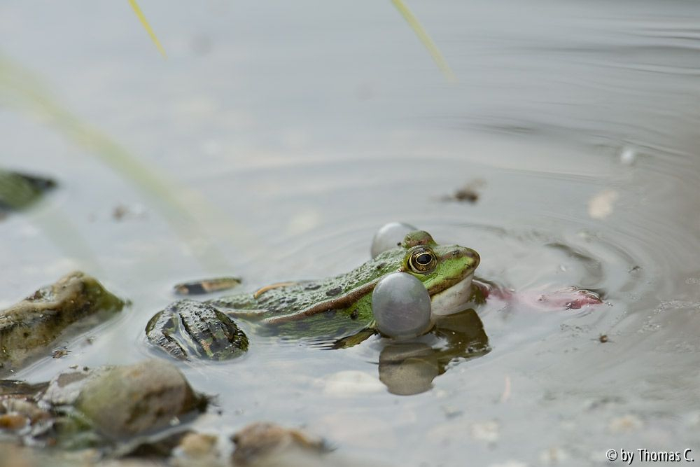 Froschgequake 3