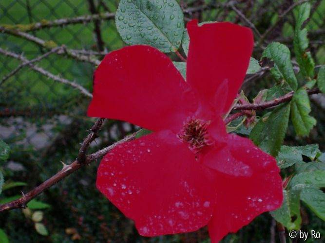 Rose in G. Detail