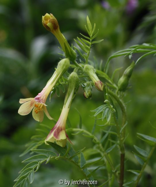 Armblütige Himmelsleiter (Polemonium pauciflorum)