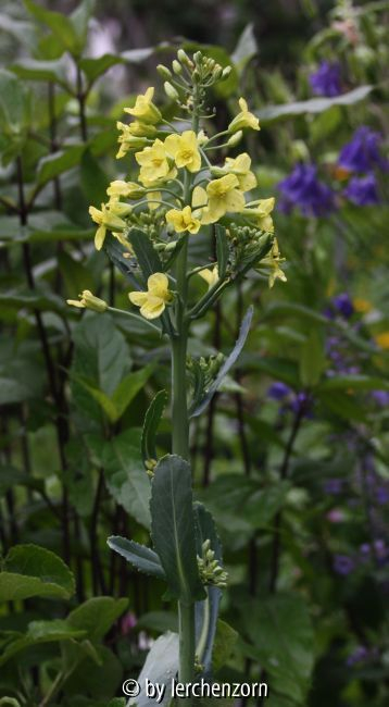 Wildkohl (Brassica oleracea)