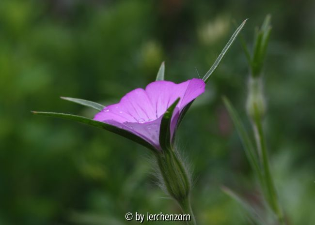 Kornrade (Agrostemma githago)
