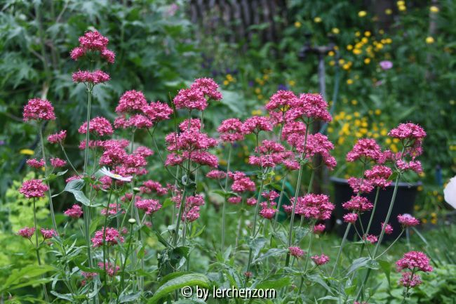 Rote Spornblume (Centranthus ruber)