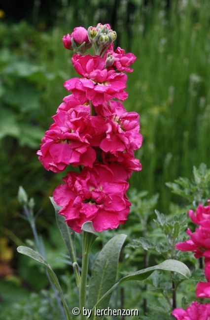 Levkoje (Matthiola incana)