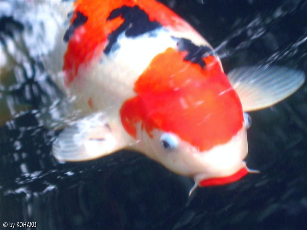 kuchibeni bekko