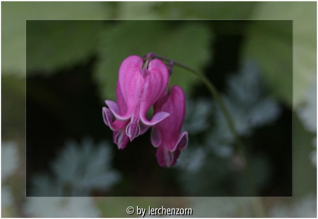 Herzblumen-Hybride (Dicentra 