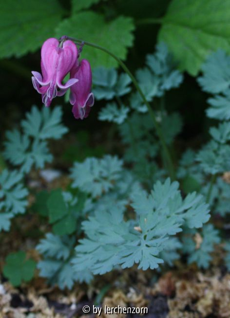 Herzblumen-Hybride (Dicentra 