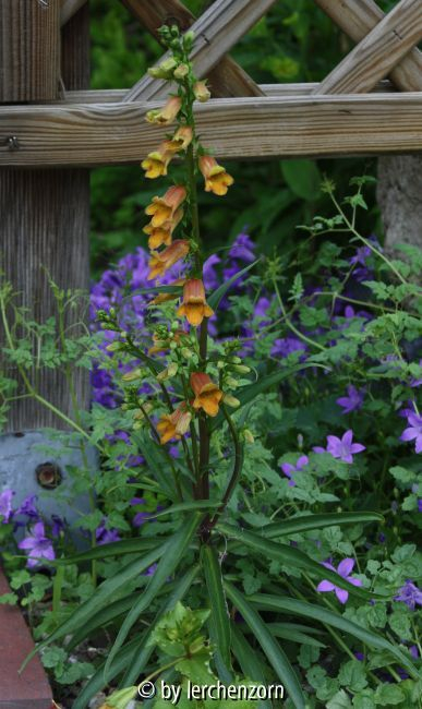 Zweifelhafter Fingerhut (Digitalis obscura)