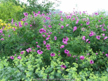 Geranium psilostemon mit Alchemilla moll