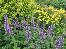 Nepeta kubanica/Liguster ovalifolium Aur