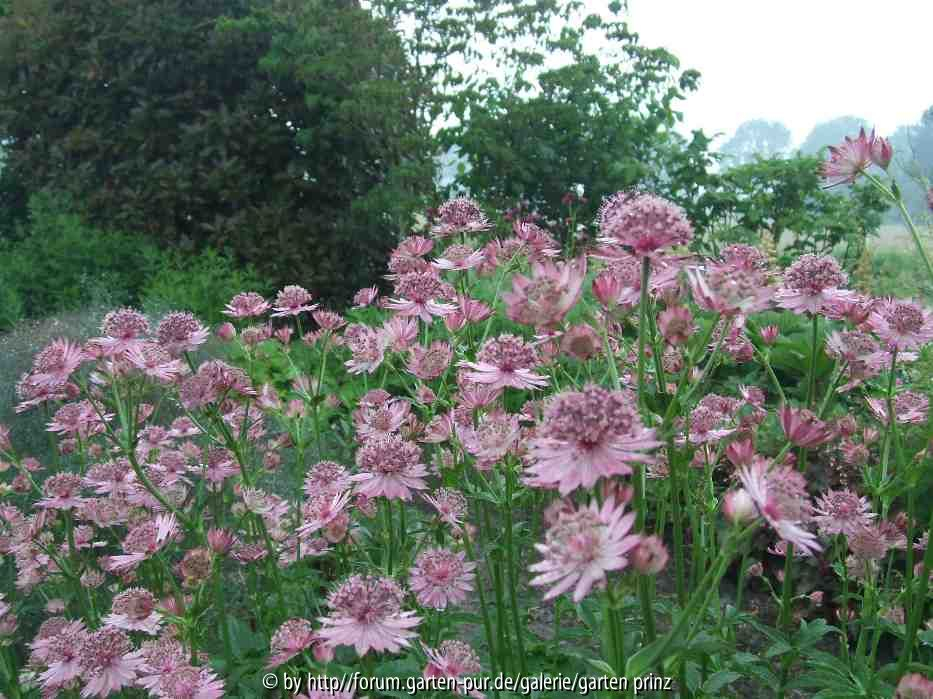Astrantia Roma (2010-06)