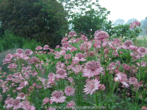 Astrantia Roma (2010-06)