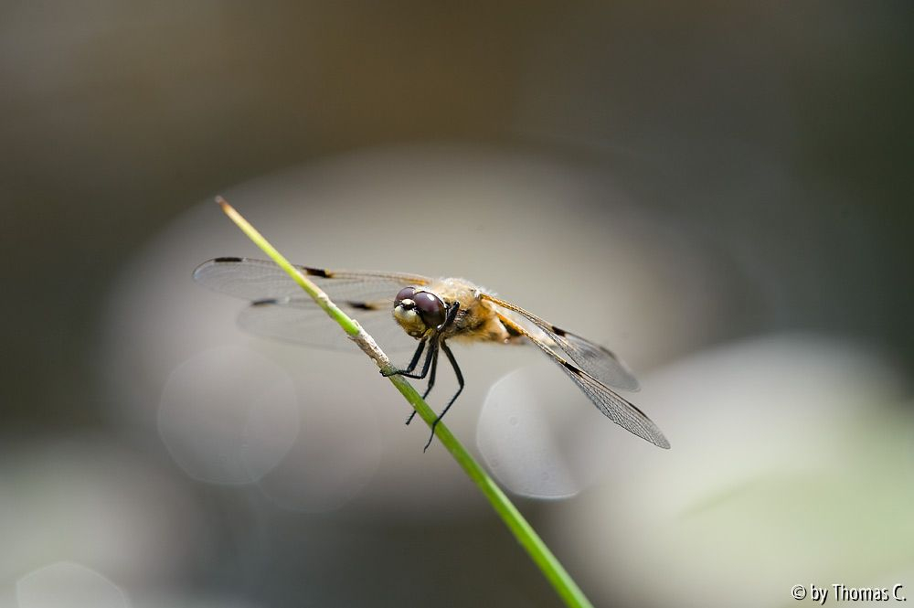 Plattbauch-Libelle 2