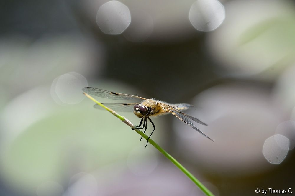 Plattbauch-Libelle 1