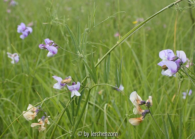 Sumpf-Platterbse (Lathyrus palustris)