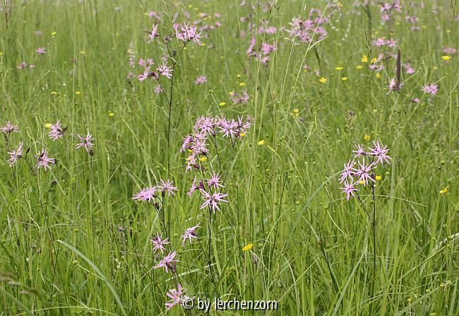 Kuckucks-Lichtnelke (Lychnis flos-cuculi), Uferwiese der Havel
