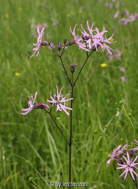 Kuckucks-Lichtnelke (Lychnis flos-cuculi)