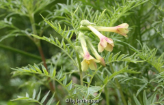 Armblütige Himmelsleiter (Polemonium pauciflorum)