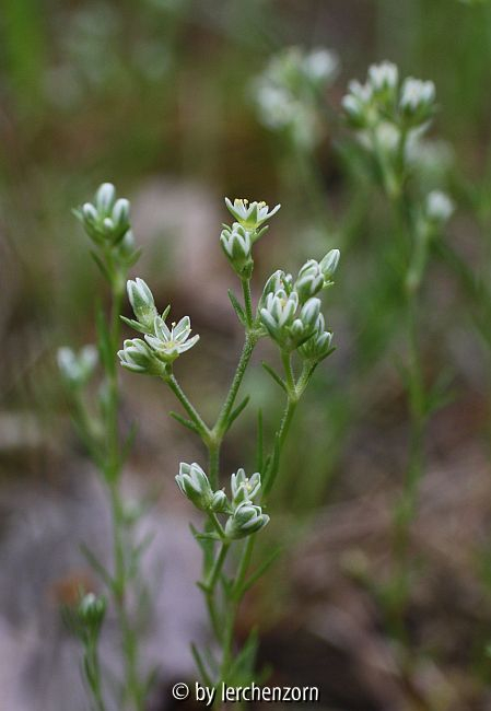 Ausdauernder Knäuel (Scleranthus perennis)