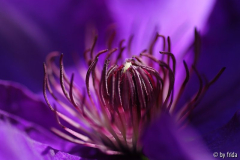 lila_clematis2.jpg