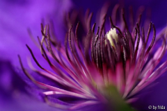 lia_clematis3.jpg