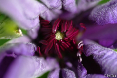 lila_clematis4.jpg